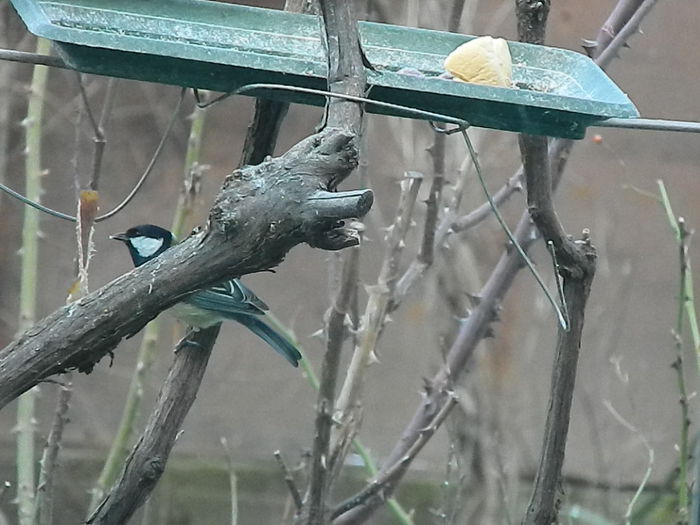 DSCN2077 - PITIGOII_3