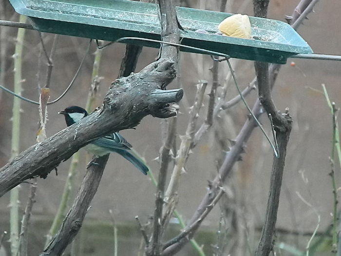 DSCN2078 - PITIGOII_3