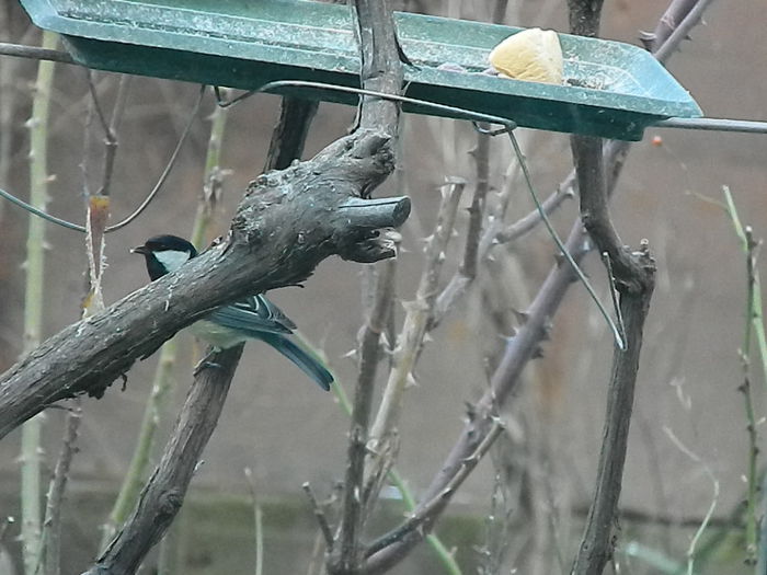 DSCN2079 - PITIGOII_3