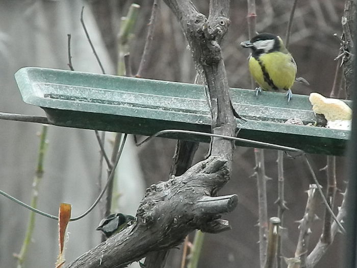 DSCN2364 - PITIGOII_3