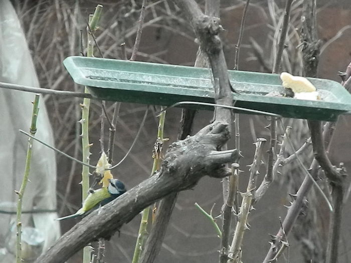 DSCN2372 - PITIGOII_3