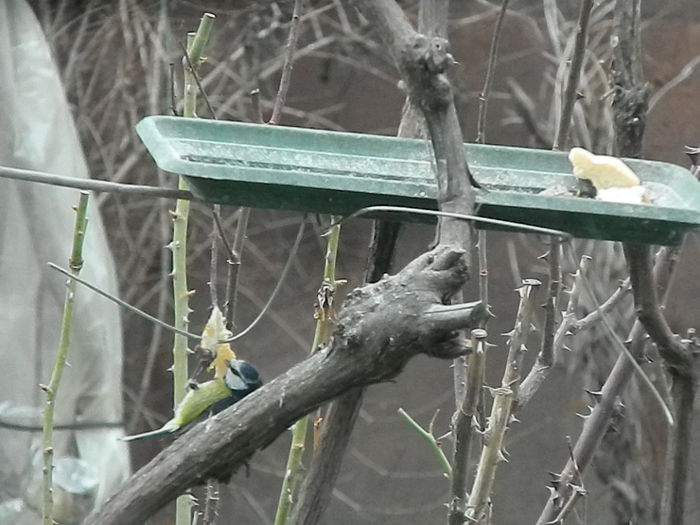 DSCN2373 - PITIGOII_3