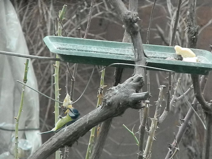 DSCN2374 - PITIGOII_3