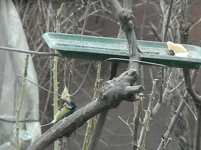 DSCN2376 - PITIGOII_3