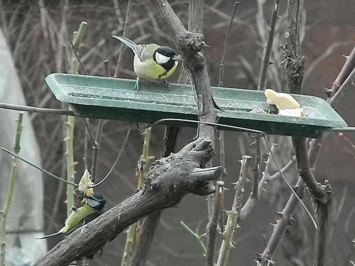 DSCN2377 - PITIGOII_3