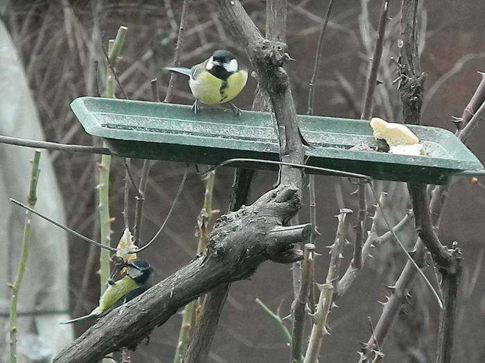 DSCN2378 - PITIGOII_3