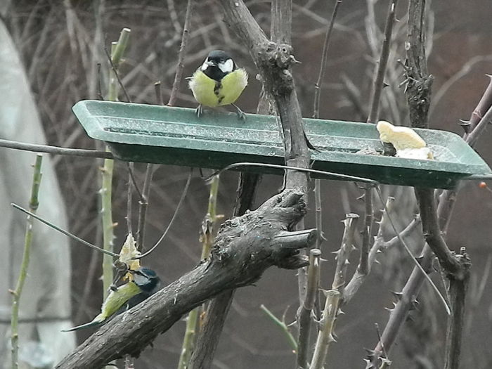 DSCN2379 - PITIGOII_3