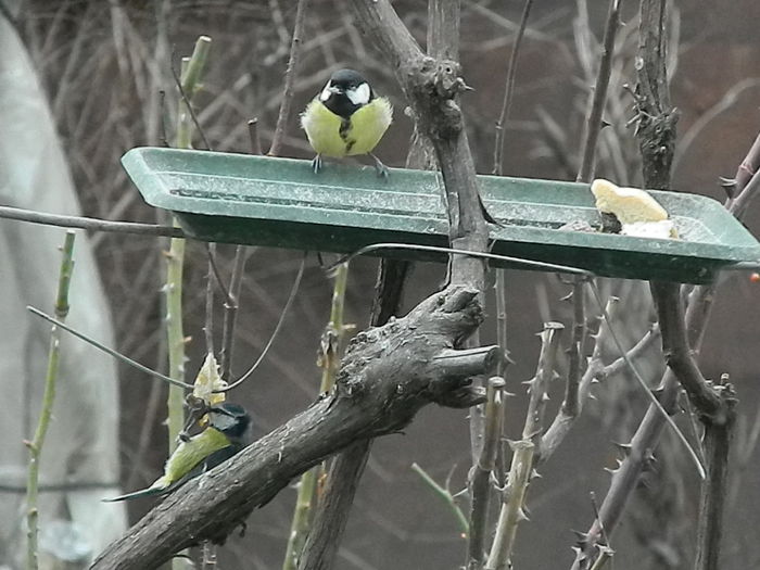 DSCN2380 - PITIGOII_3