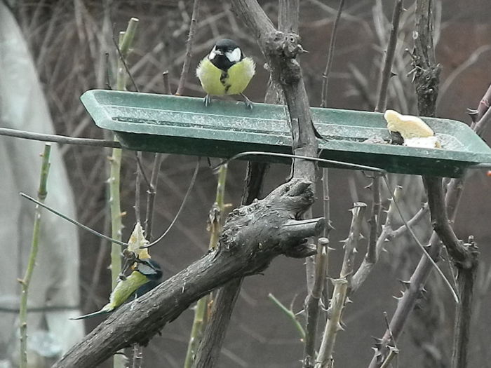 DSCN2381 - PITIGOII_3