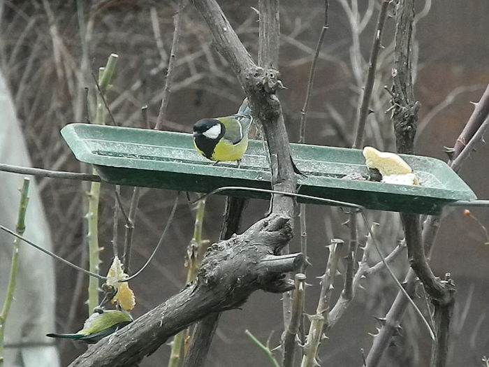 DSCN2382 - PITIGOII_3