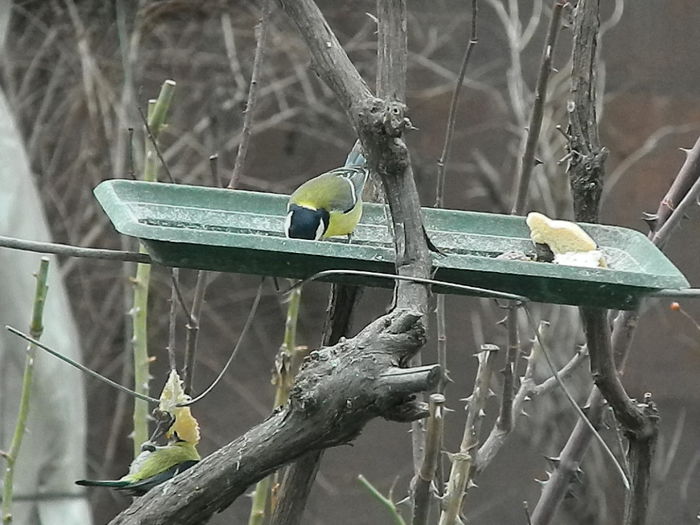 DSCN2384 - PITIGOII_3