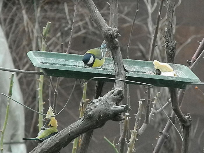 DSCN2385 - PITIGOII_3