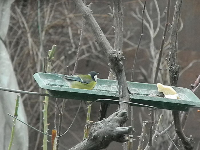 DSCN2395 - PITIGOII_3