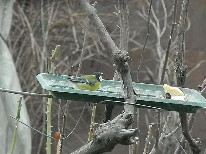 DSCN2396 - PITIGOII_3