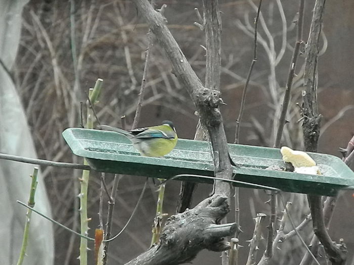 DSCN2397 - PITIGOII_3