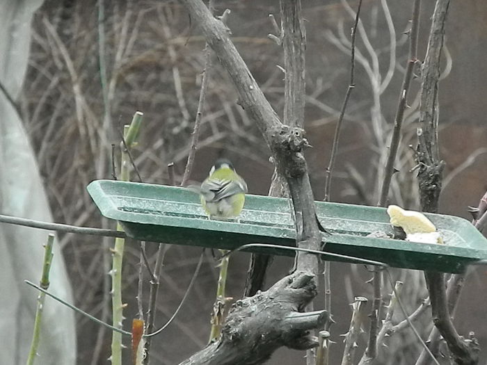 DSCN2398 - PITIGOII_3