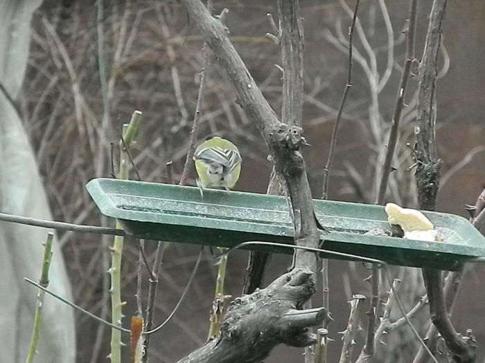 DSCN2399 - PITIGOII_3