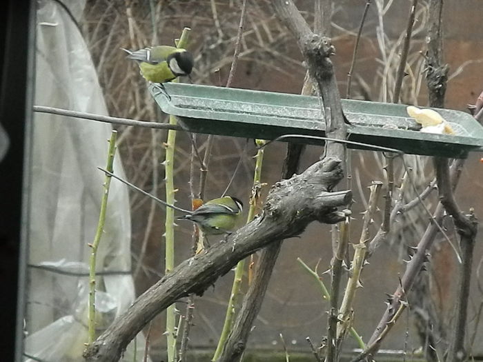 DSCN2492 - PITIGOII_3