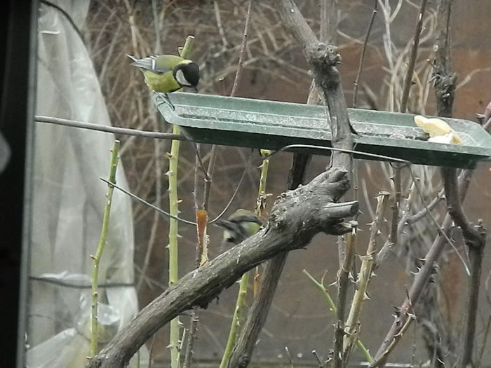 DSCN2493 - PITIGOII_3