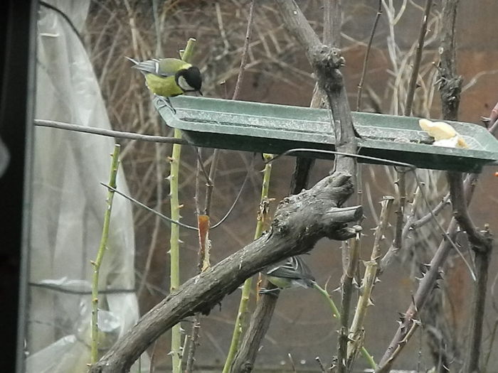 DSCN2496 - PITIGOII_3