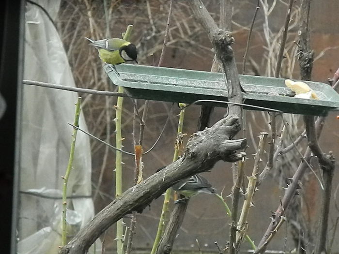 DSCN2497 - PITIGOII_3