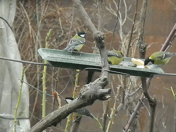 DSCN2498 - PITIGOII_3