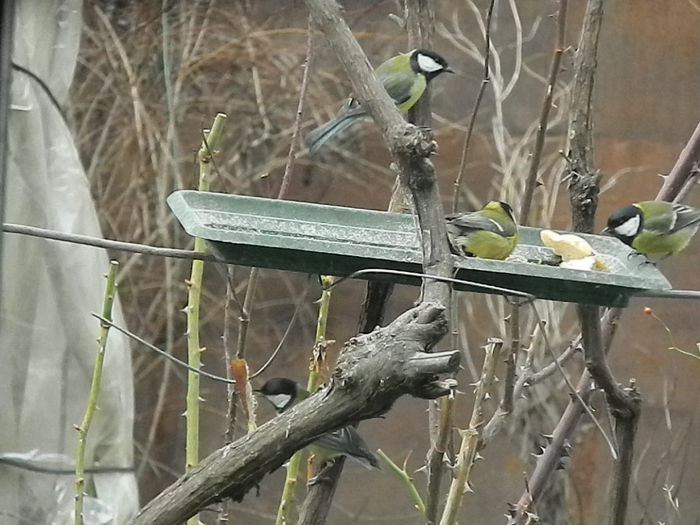 DSCN2500 - PITIGOII_3