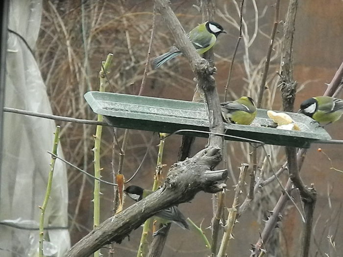 DSCN2501 - PITIGOII_3