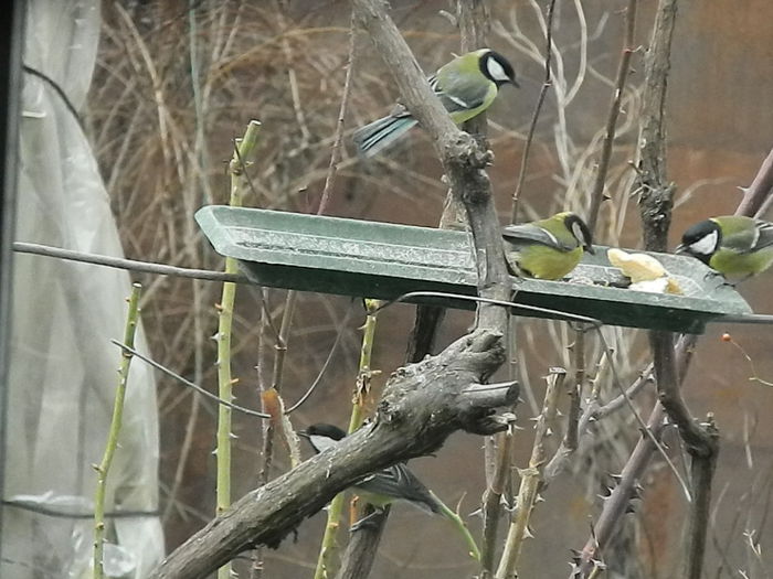 DSCN2502 - PITIGOII_3