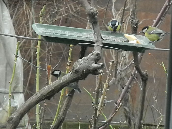 DSCN2503 - PITIGOII_3