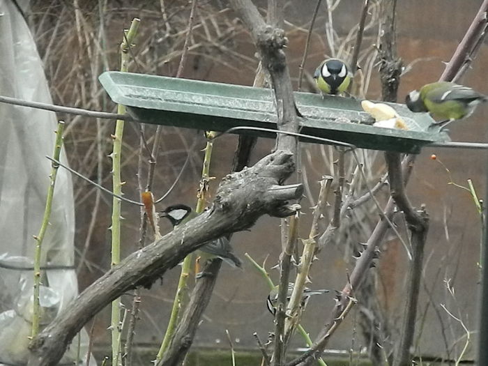 DSCN2505 - PITIGOII_3