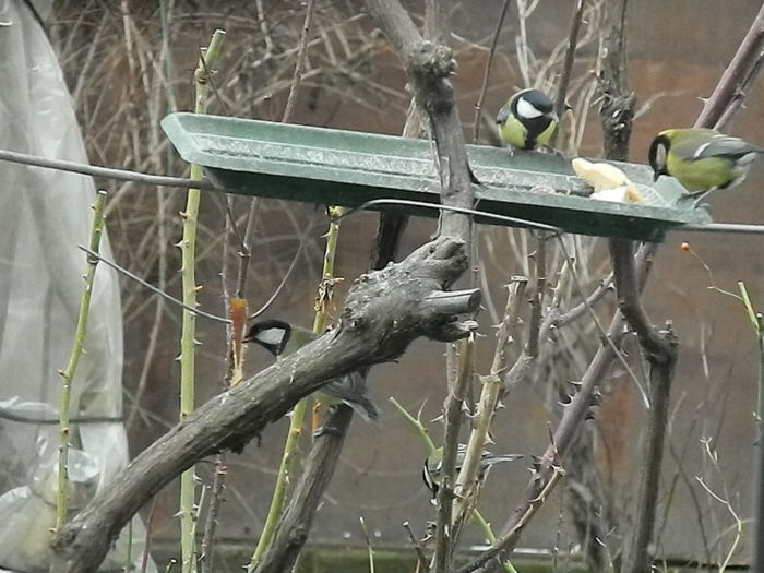 DSCN2506 - PITIGOII_3