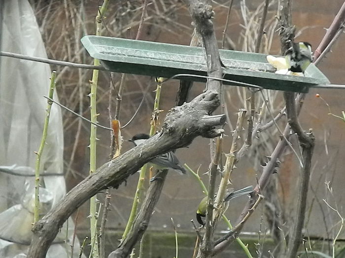 DSCN2507 - PITIGOII_3