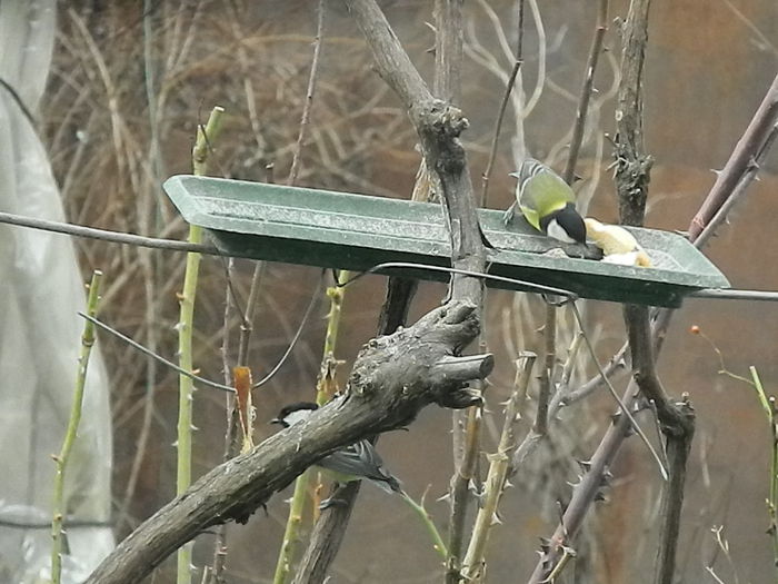 DSCN2527 - PITIGOII_3