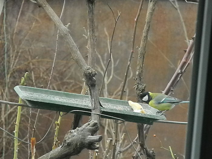 DSCN2592 - PITIGOII_3