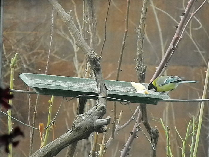 DSCN2595 - PITIGOII_3