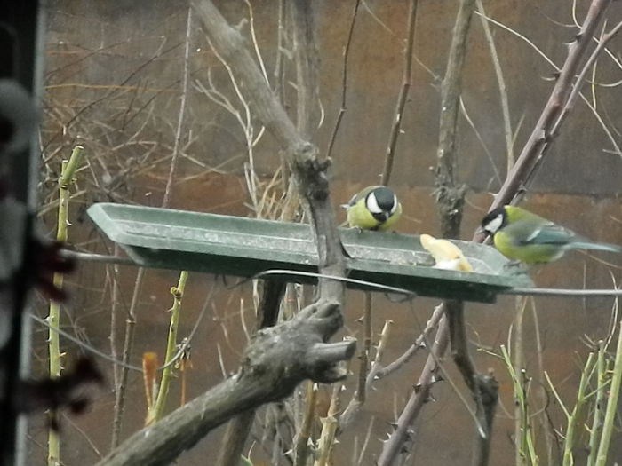 DSCN2599 - PITIGOII_3