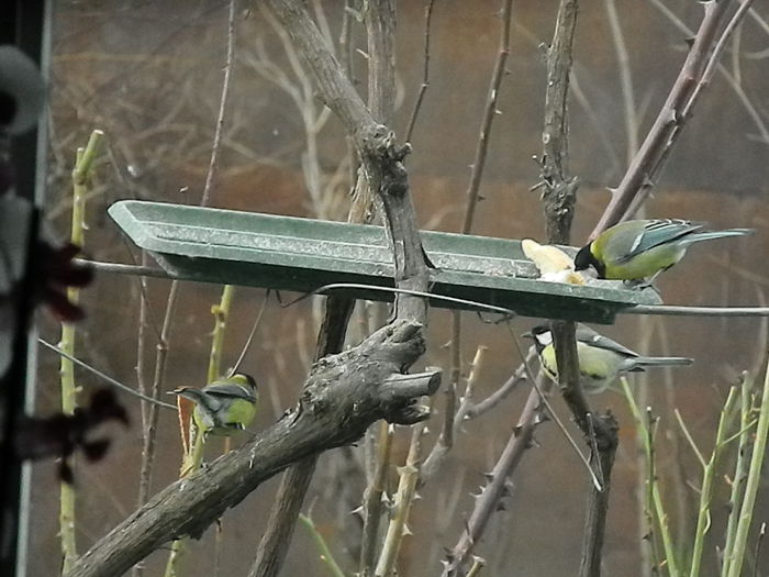 DSCN2605 - PITIGOII_3