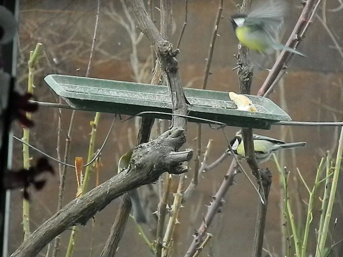 DSCN2607 - PITIGOII_3