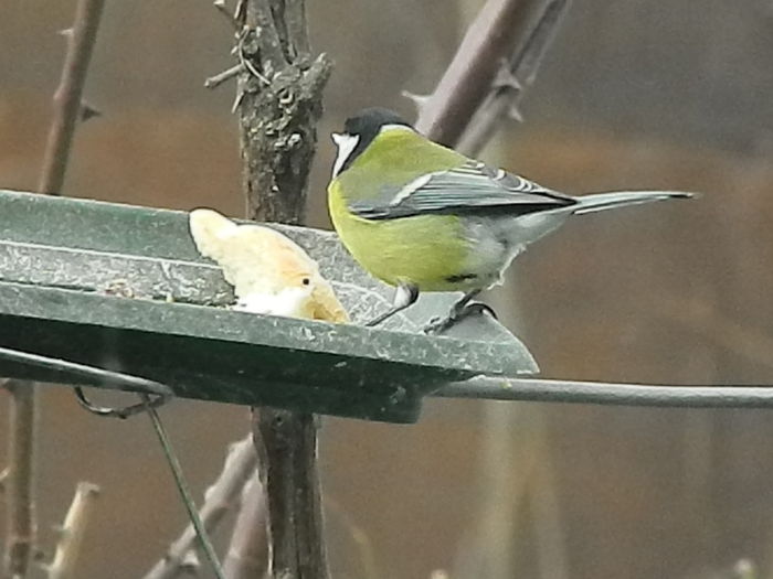 DSCN2635 - PITIGOII_3