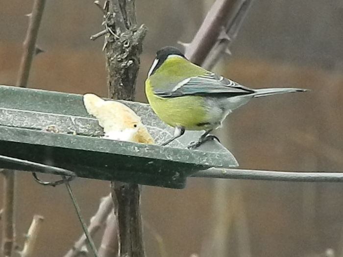 DSCN2636 - PITIGOII_3