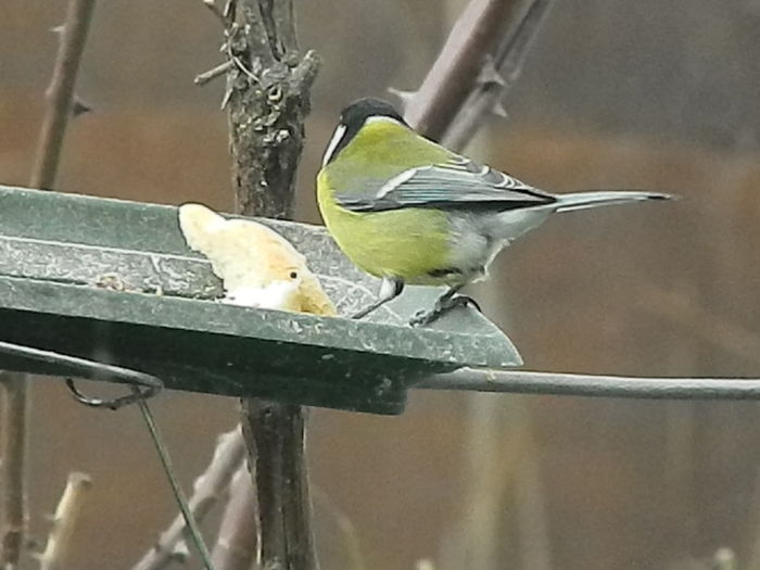 DSCN2637 - PITIGOII_3