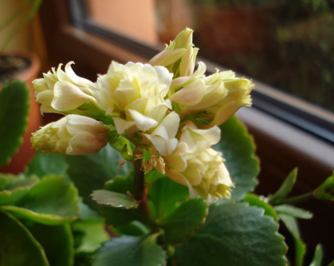 Kalanchoe inflorind