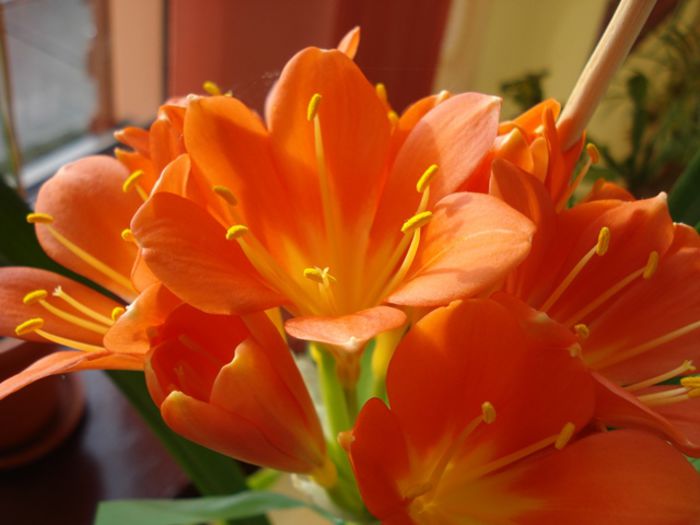 inflorind (6) - clivia in 2015