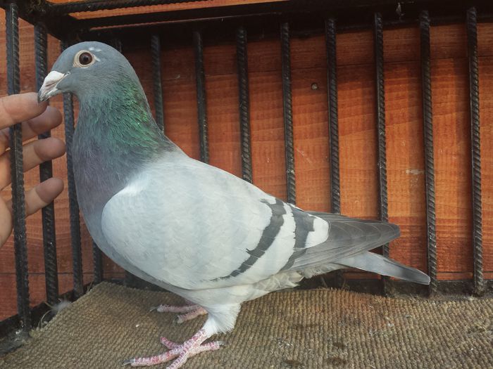 F-2014 aarden- anker-m.desmet-bricoux - E-Amintiri