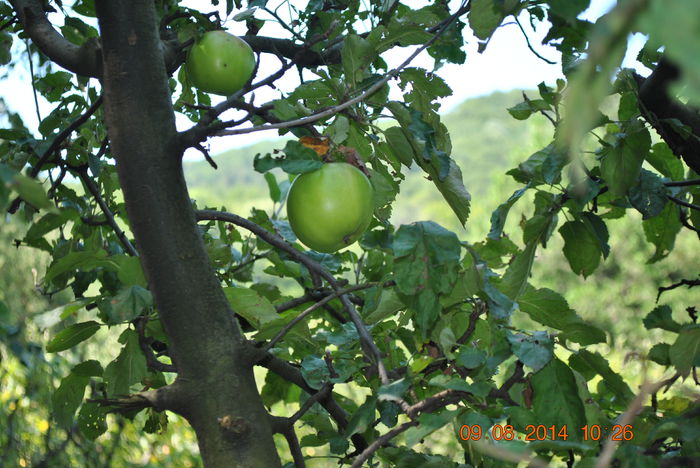 DSC_0097 - 2014 August 9 - la Caciulata cu socrii