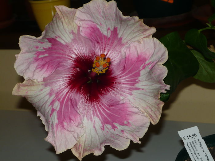 tahitian zodiac aquarius - 0 hibiscusii mei
