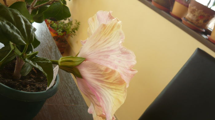 005 - Hibiscus 2015