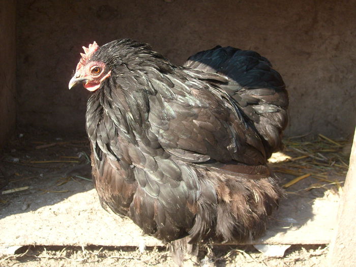 babuta