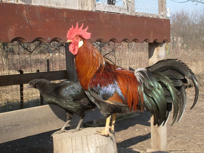 vero